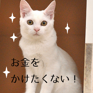 みんなのパソコン教室,猫,ネコ,独学,エクセル,