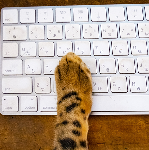 猫,パソコン,キーボード,